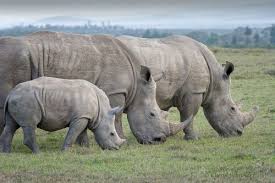 বিশ্ব গন্ডার দিবস আজ